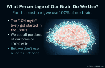 Do-We-Use-100-of-Our-Brain-or-Only-10
