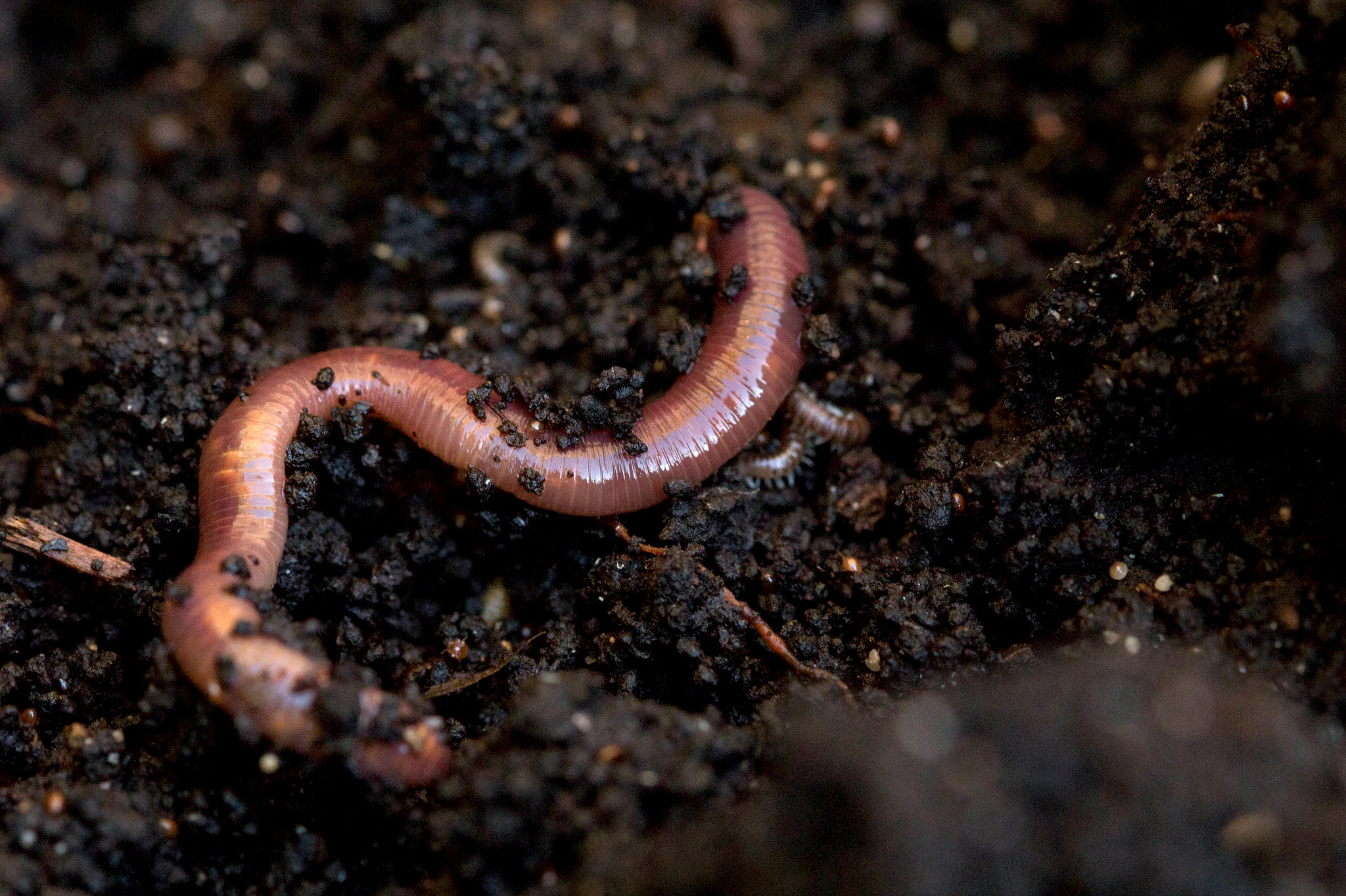 Why do worms come out when it rains: main illustration