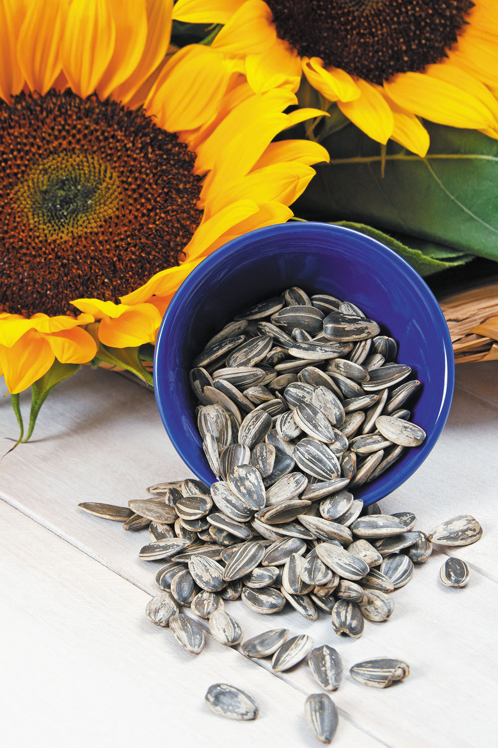 Benefits of sunflower seed: main illustration