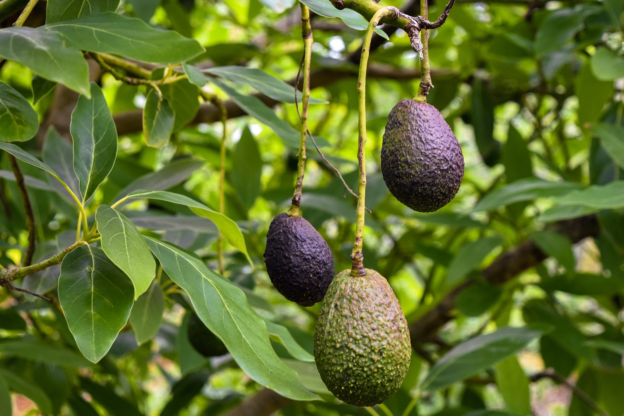 How does avocados grow: visual explanation