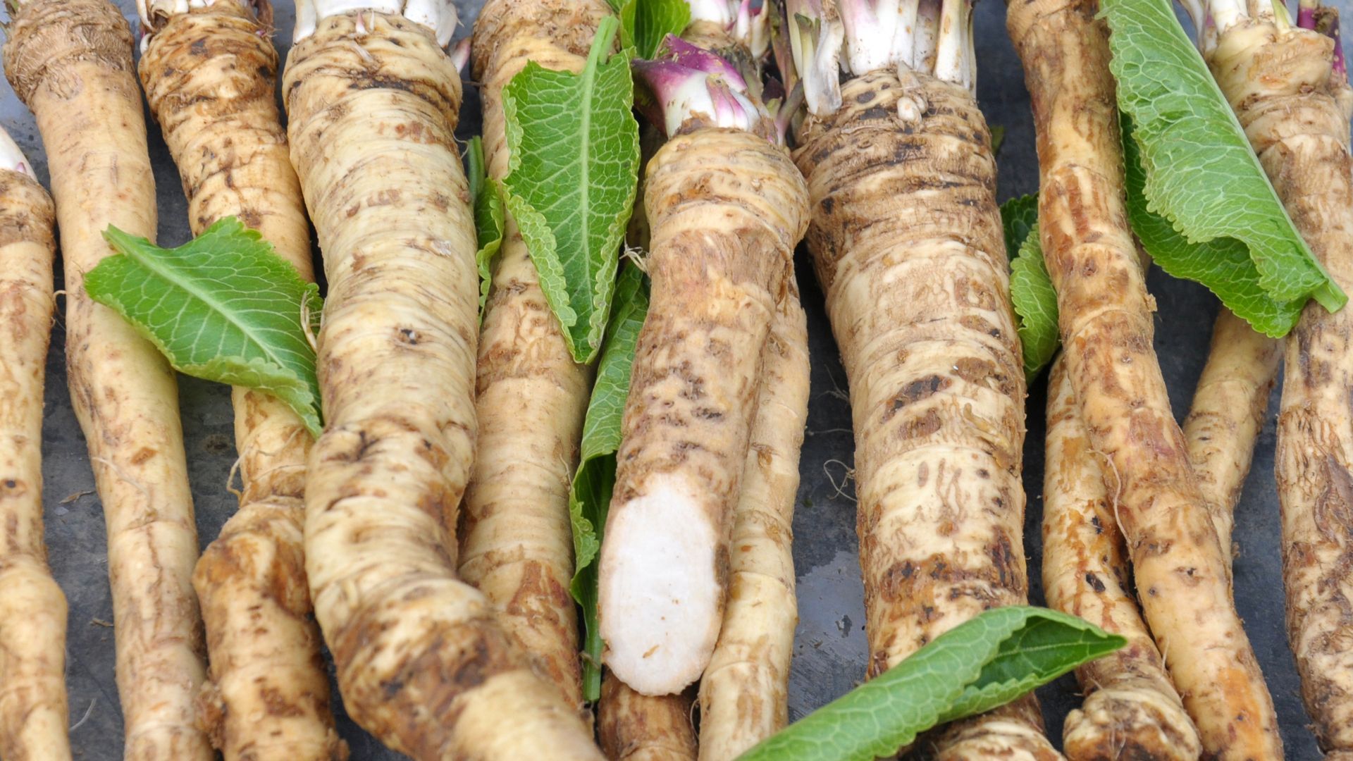 Health benefits of eating horseradish: visual explanation