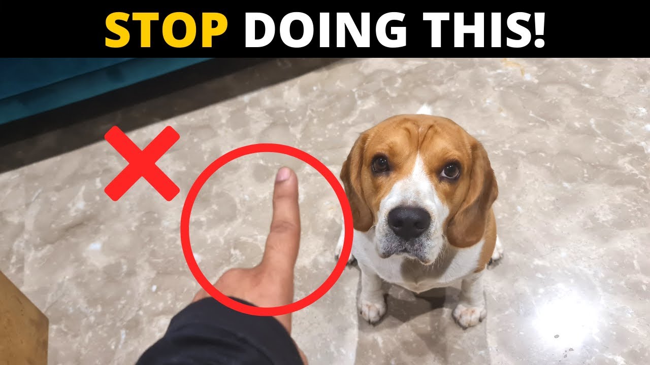 How long will a beagle live: example and key details
