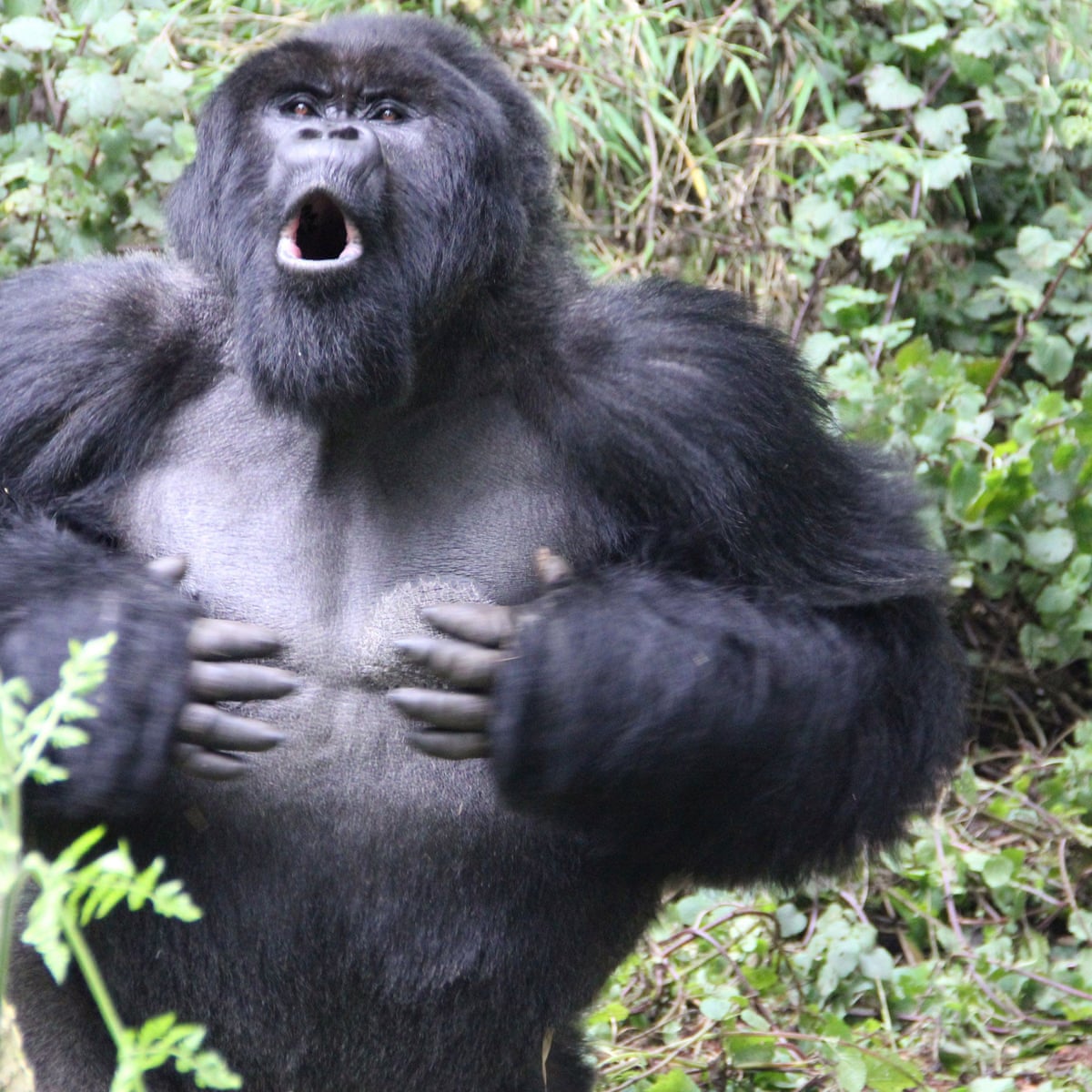 Why do gorillas hit their chest: main illustration