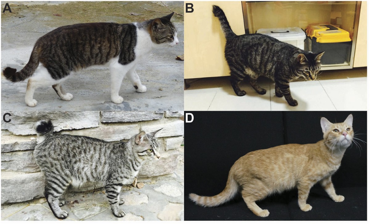 Why do cats need a tail: visual explanation