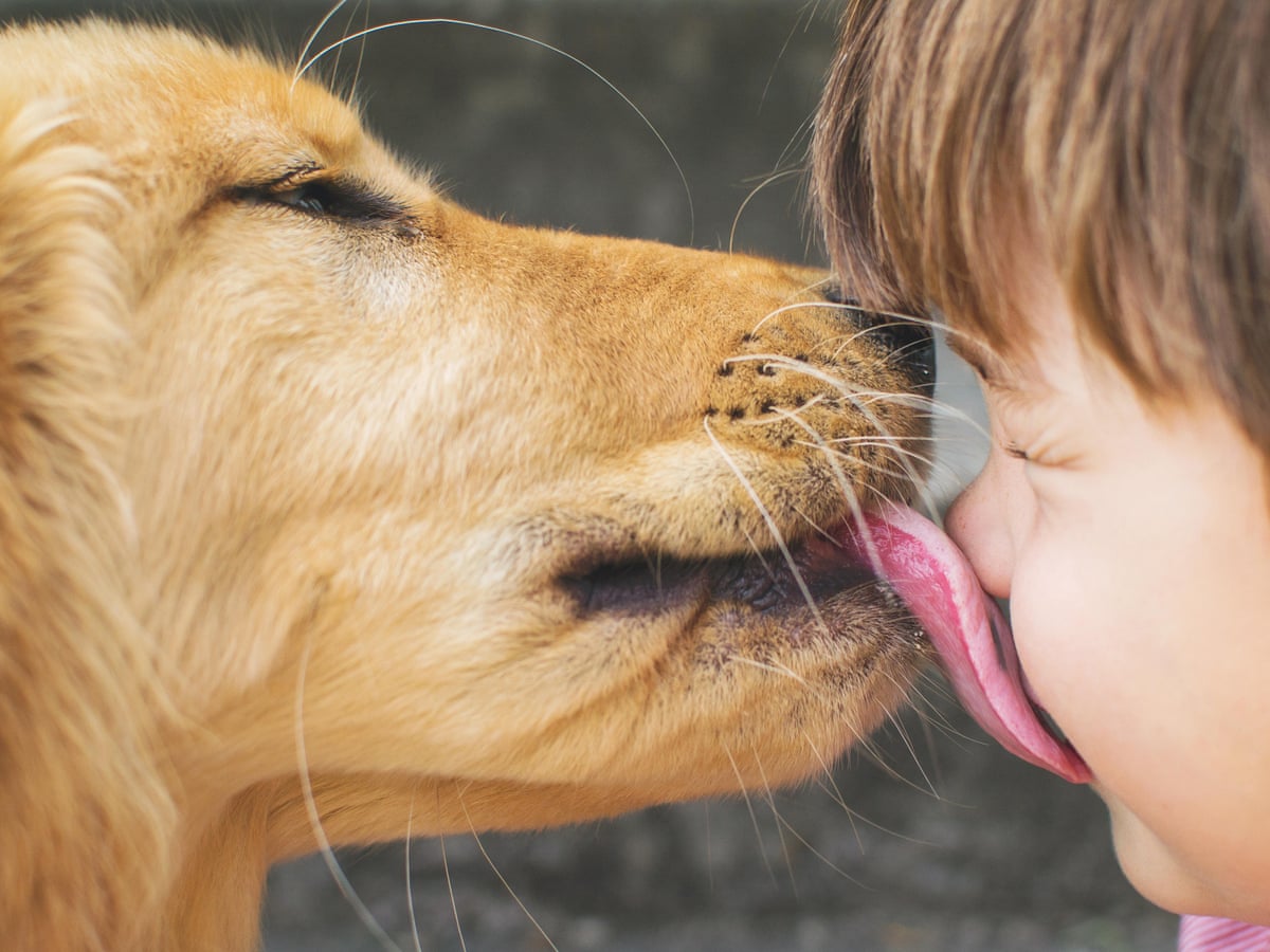 Why do my dog lick my face: visual explanation