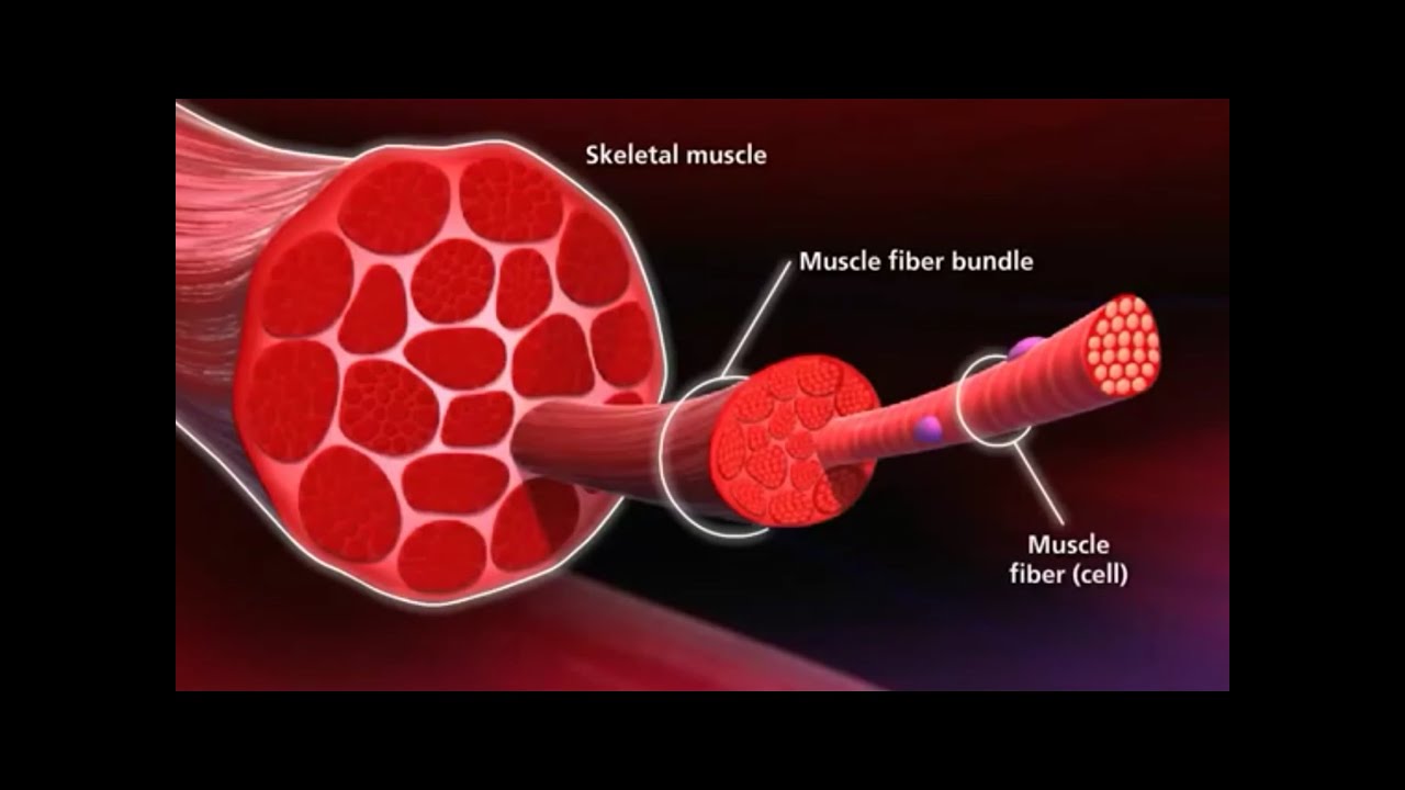 How does muscles grow: main illustration