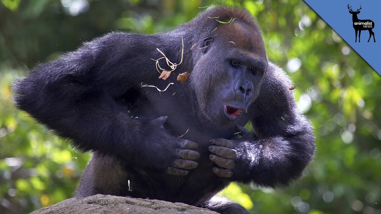 Why do gorillas hit their chest: example and key details