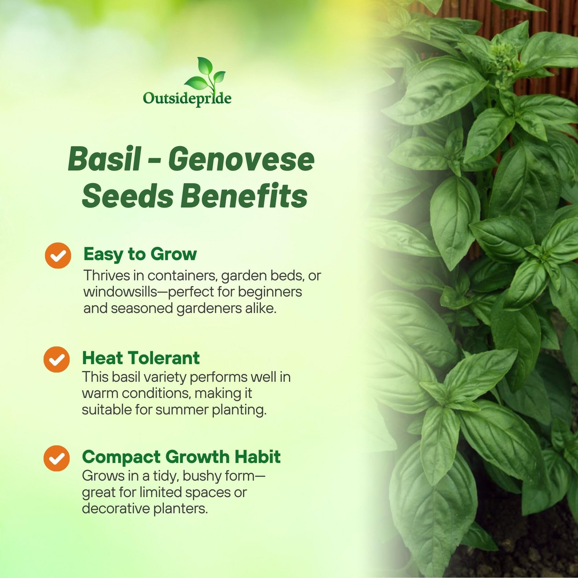 Benefits of sweet basil seeds: main illustration