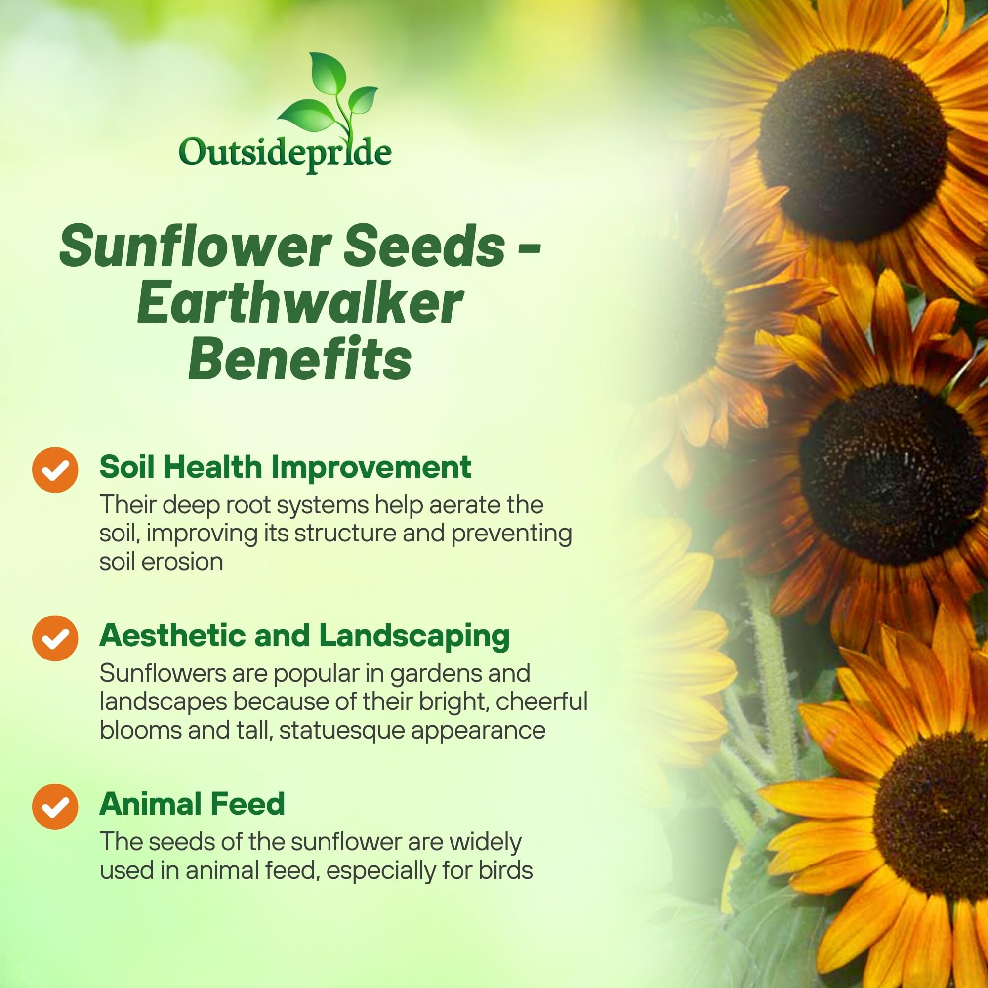 Benefits of sunflower seed: example and key details