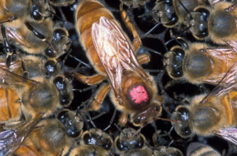 Apis_mellifera_scutellata_1355021
