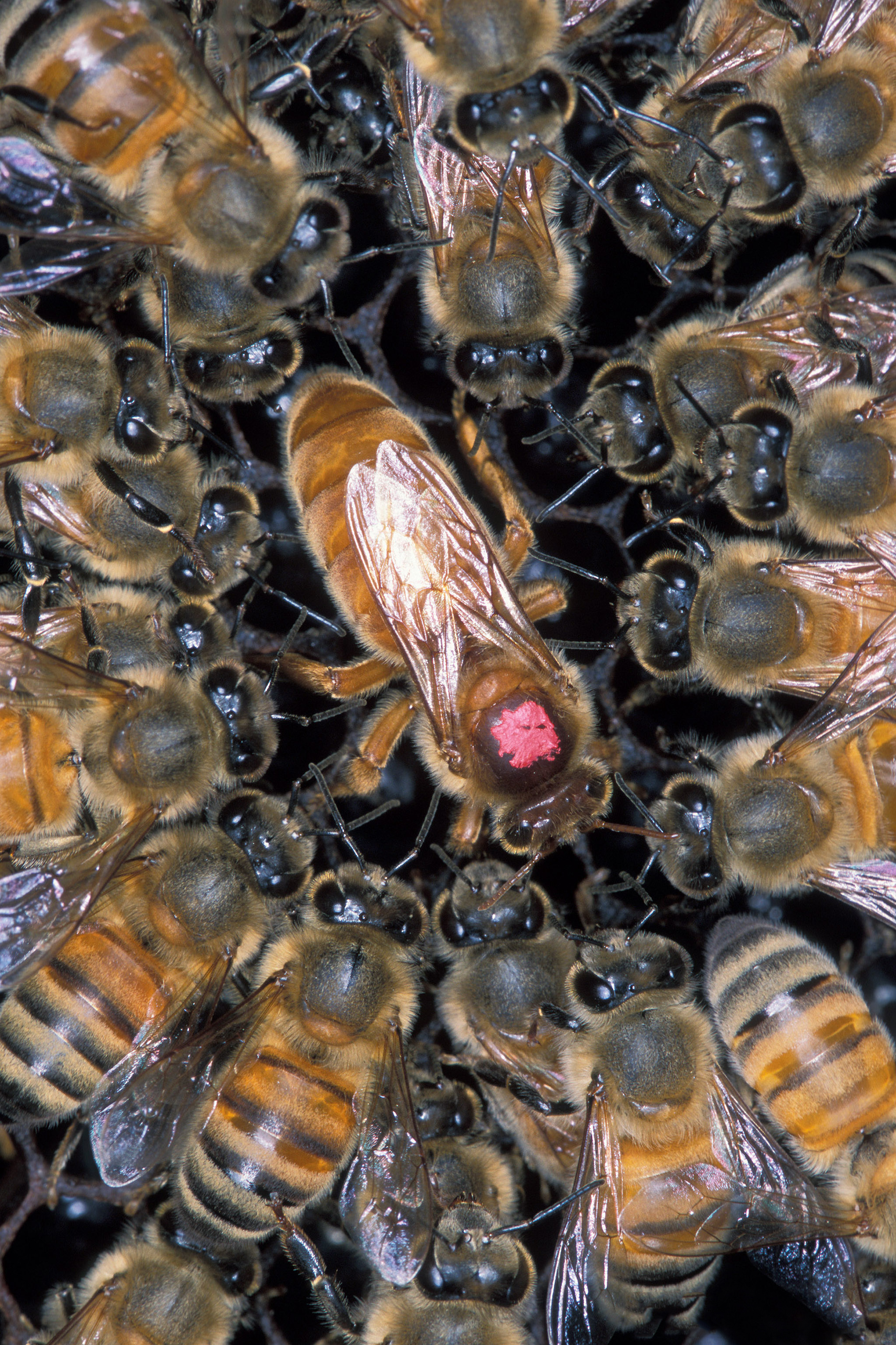 How does a queen bee become a queen bee: main illustration