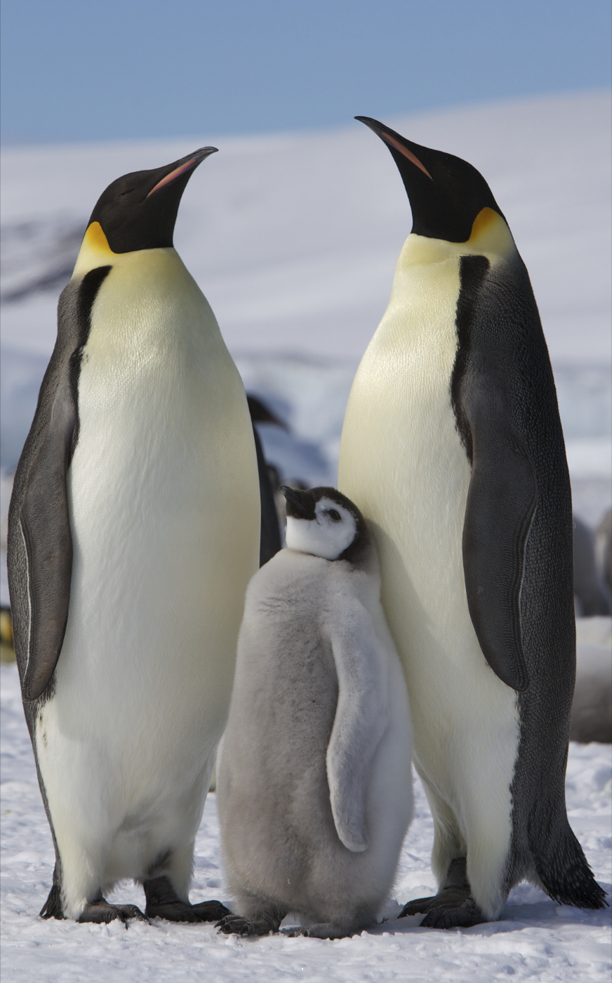 How long does penguins live: visual explanation