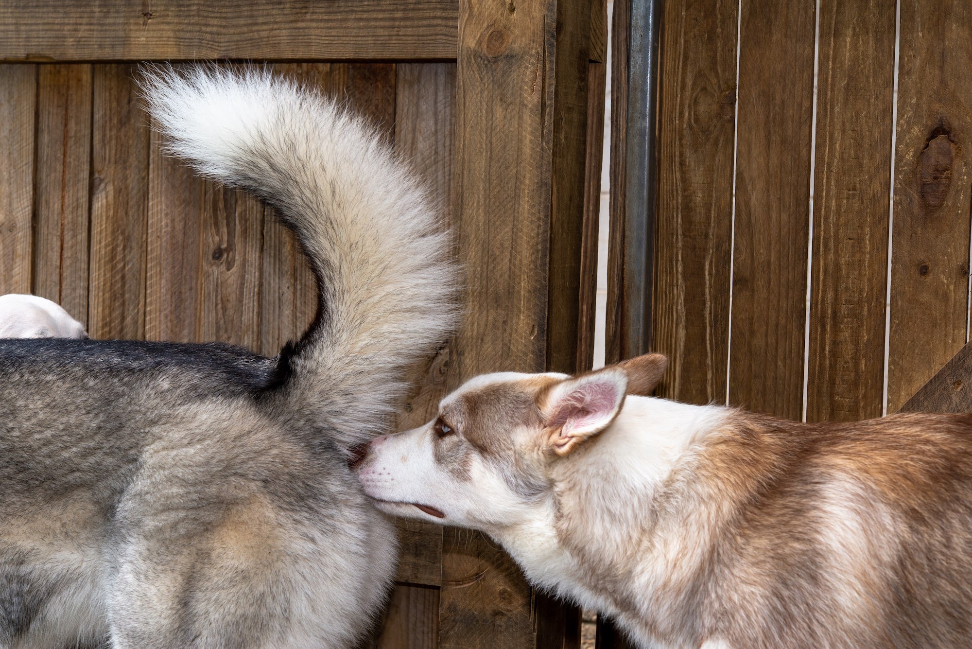 Why do dogs sniff each others butts: example and key details