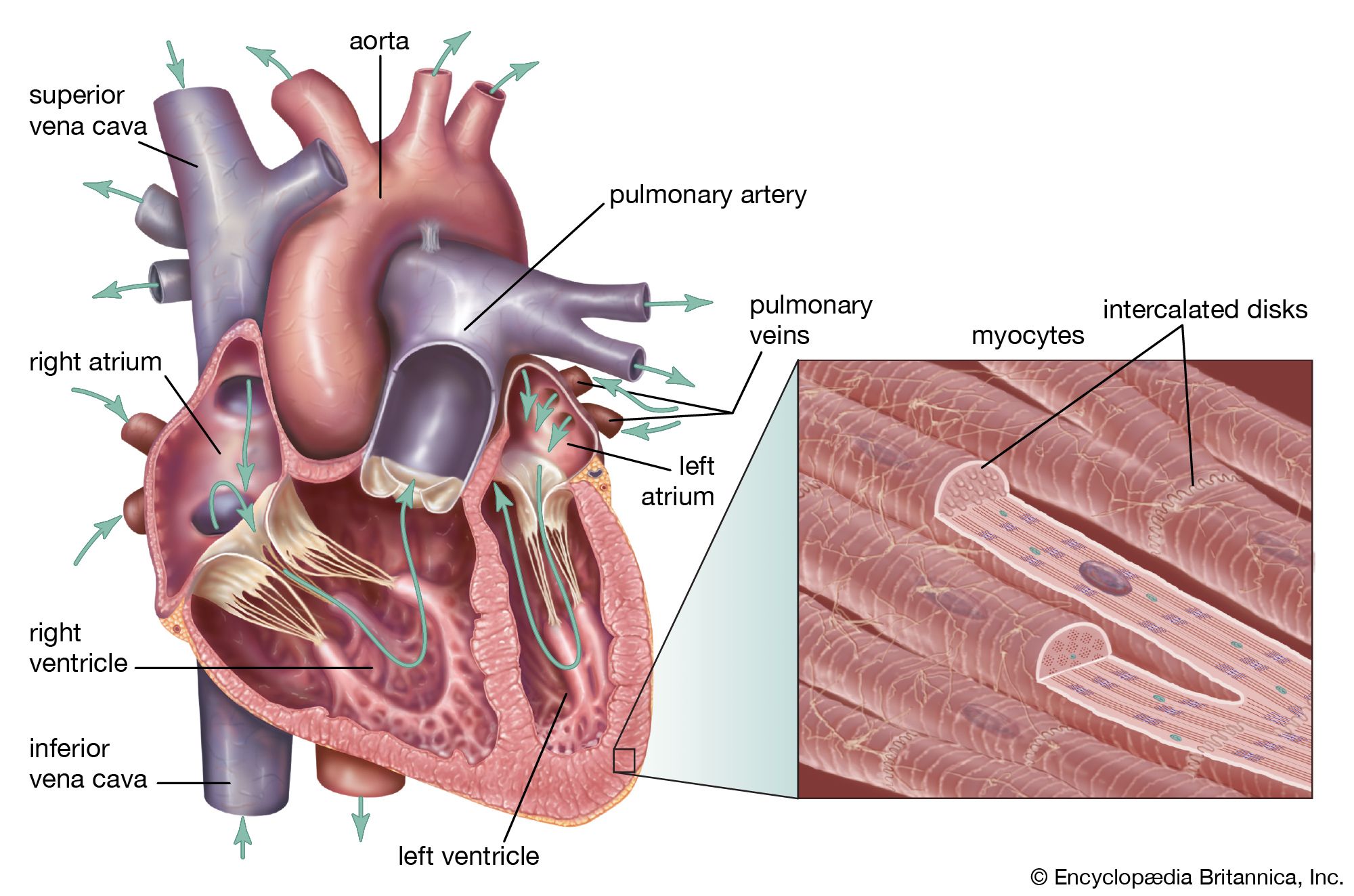 How does are heart work: main illustration