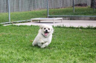 Did-you-say-christmas-lunch..-im-coming-im-coming-wait-for-me