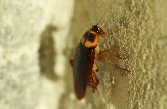 Do-Cockroaches-Carry-Disease