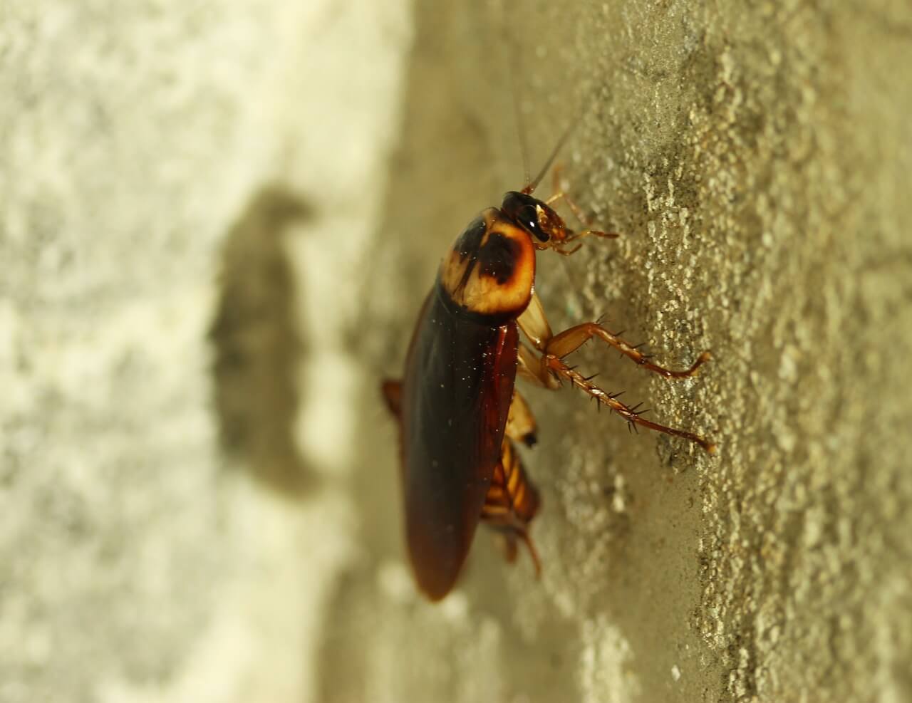 Do roaches carry diseases: main illustration
