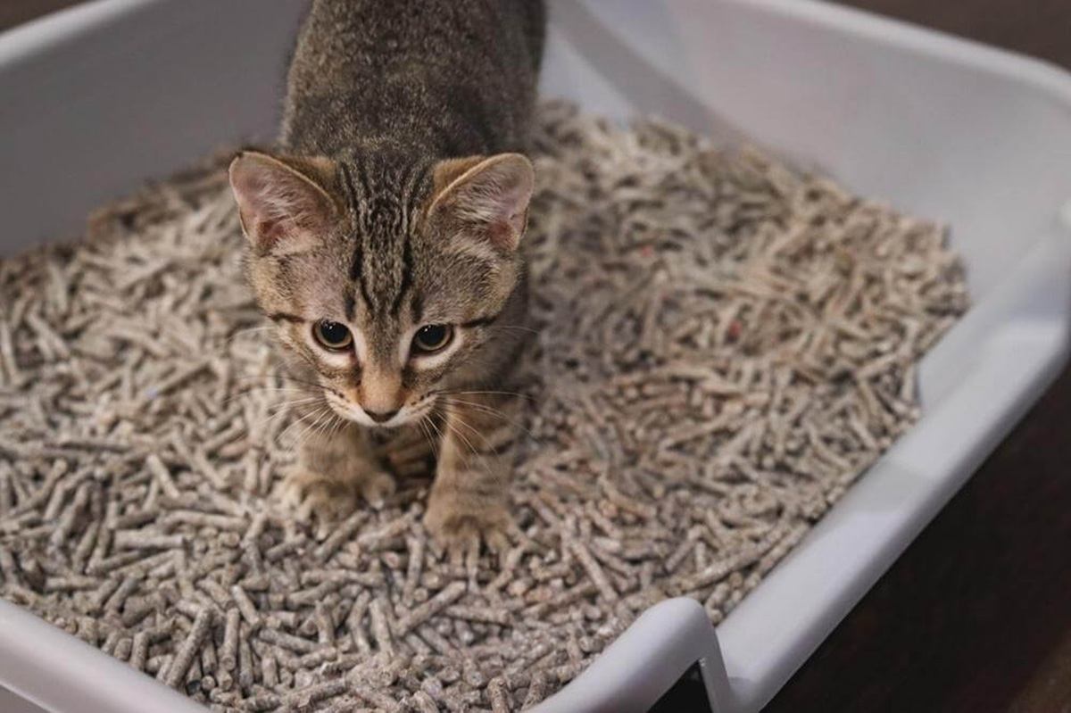 How often should cat poop: example and key details