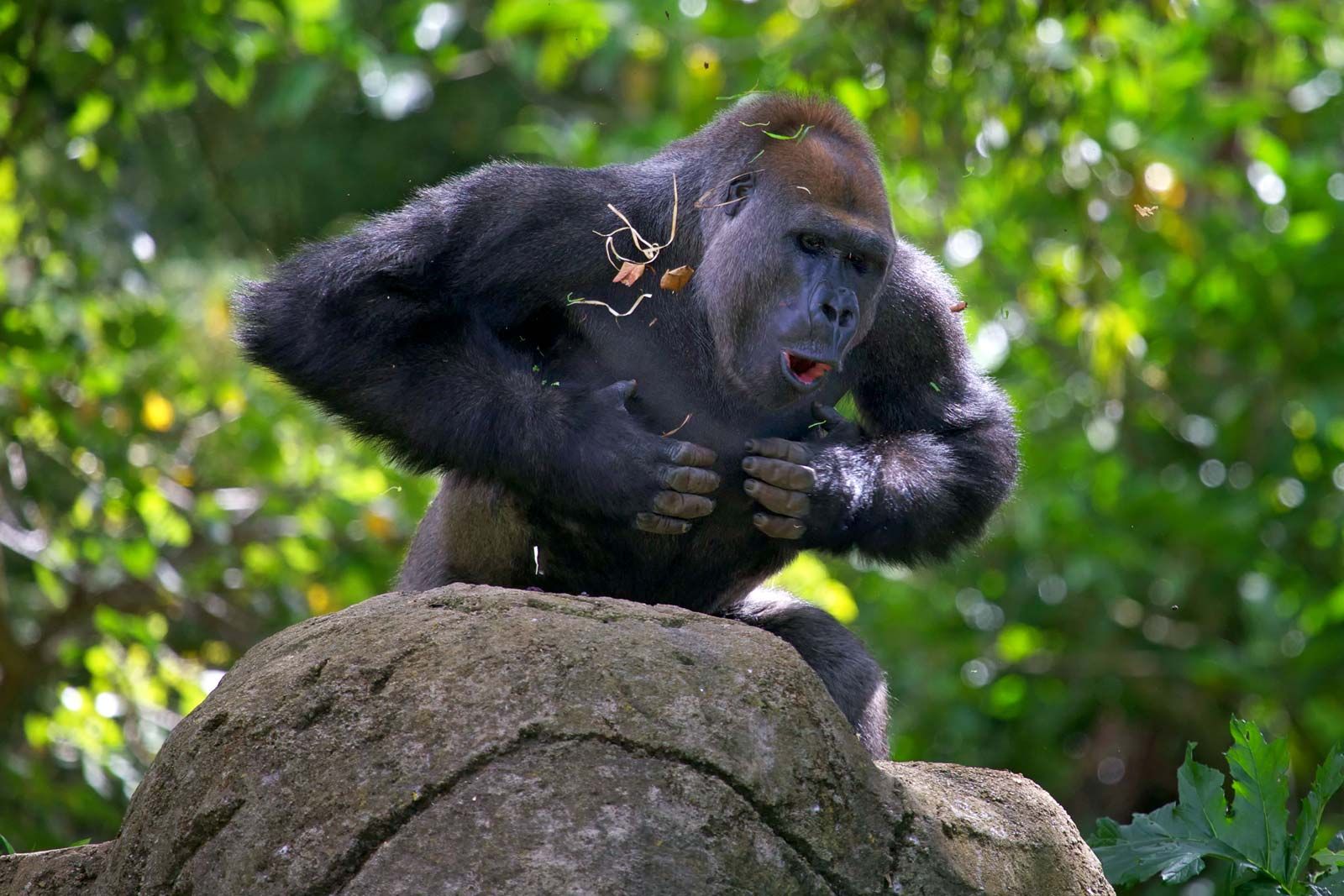 Why do gorillas hit their chest: visual explanation