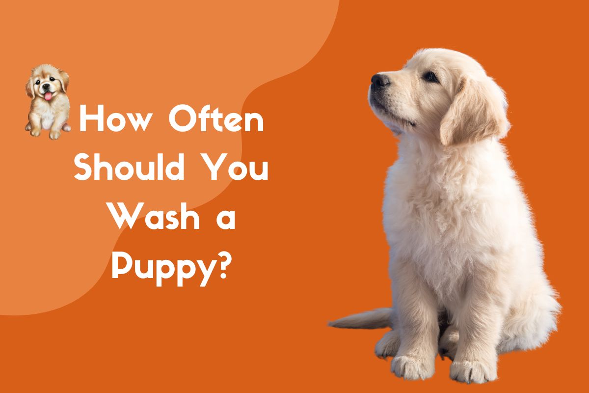 How often should u wash ur dog: main illustration