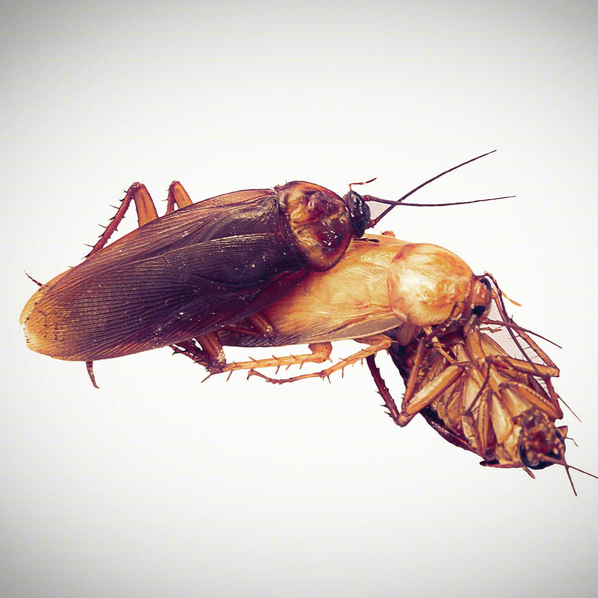 How do roaches reproduce: main illustration