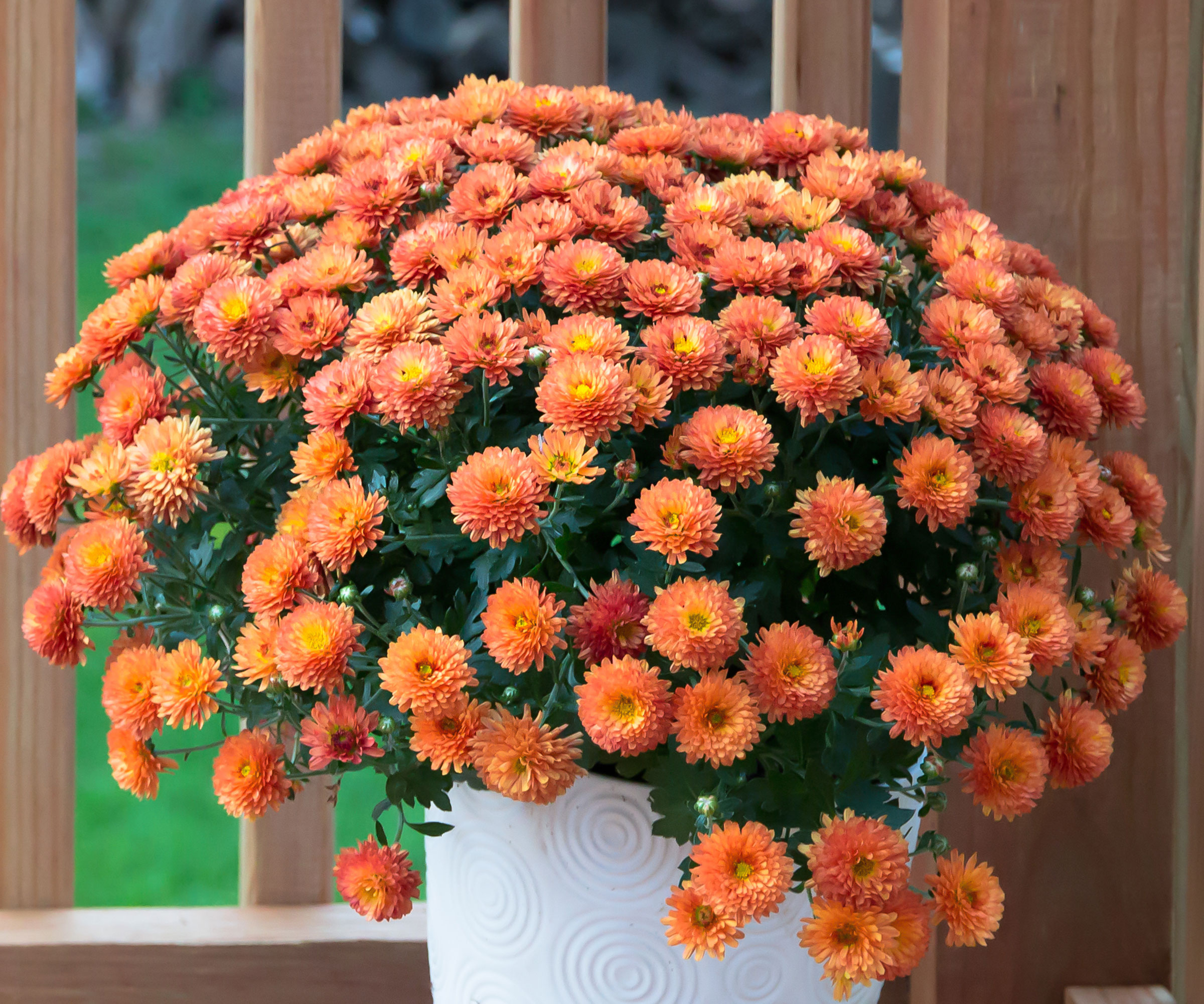 How long will mums last: visual explanation