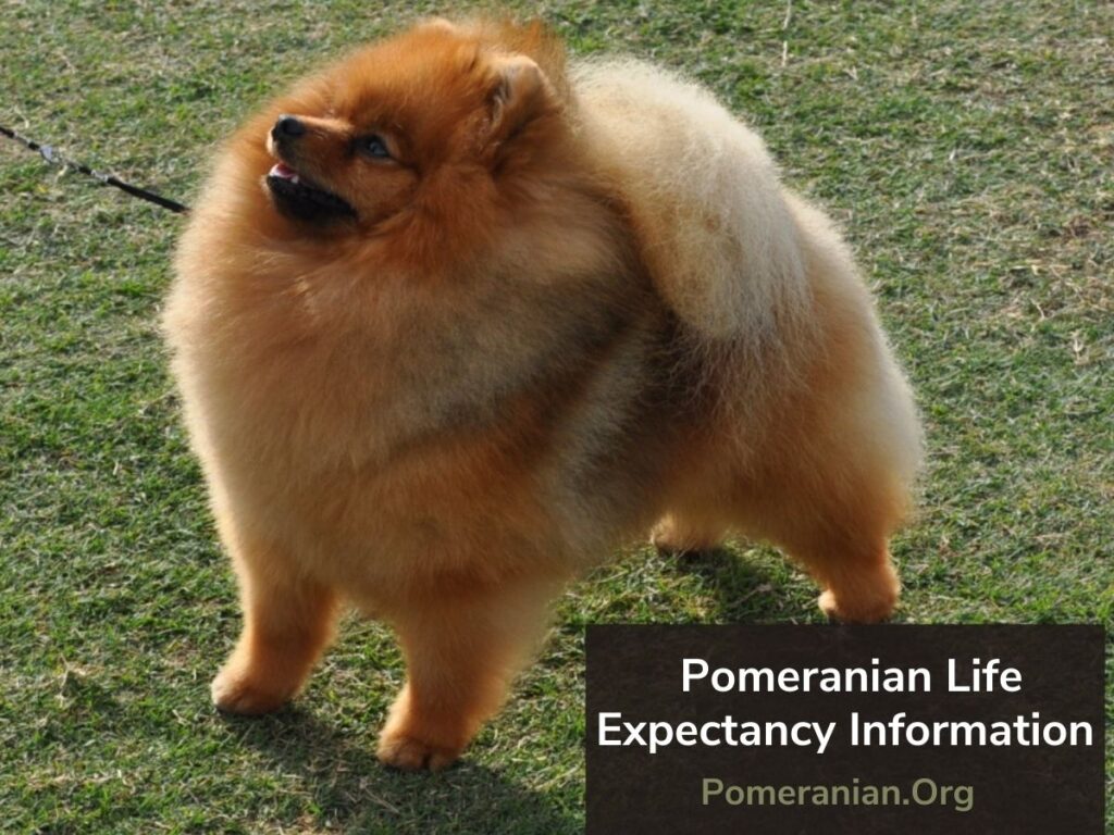 How long does pomeranians live: example and key details
