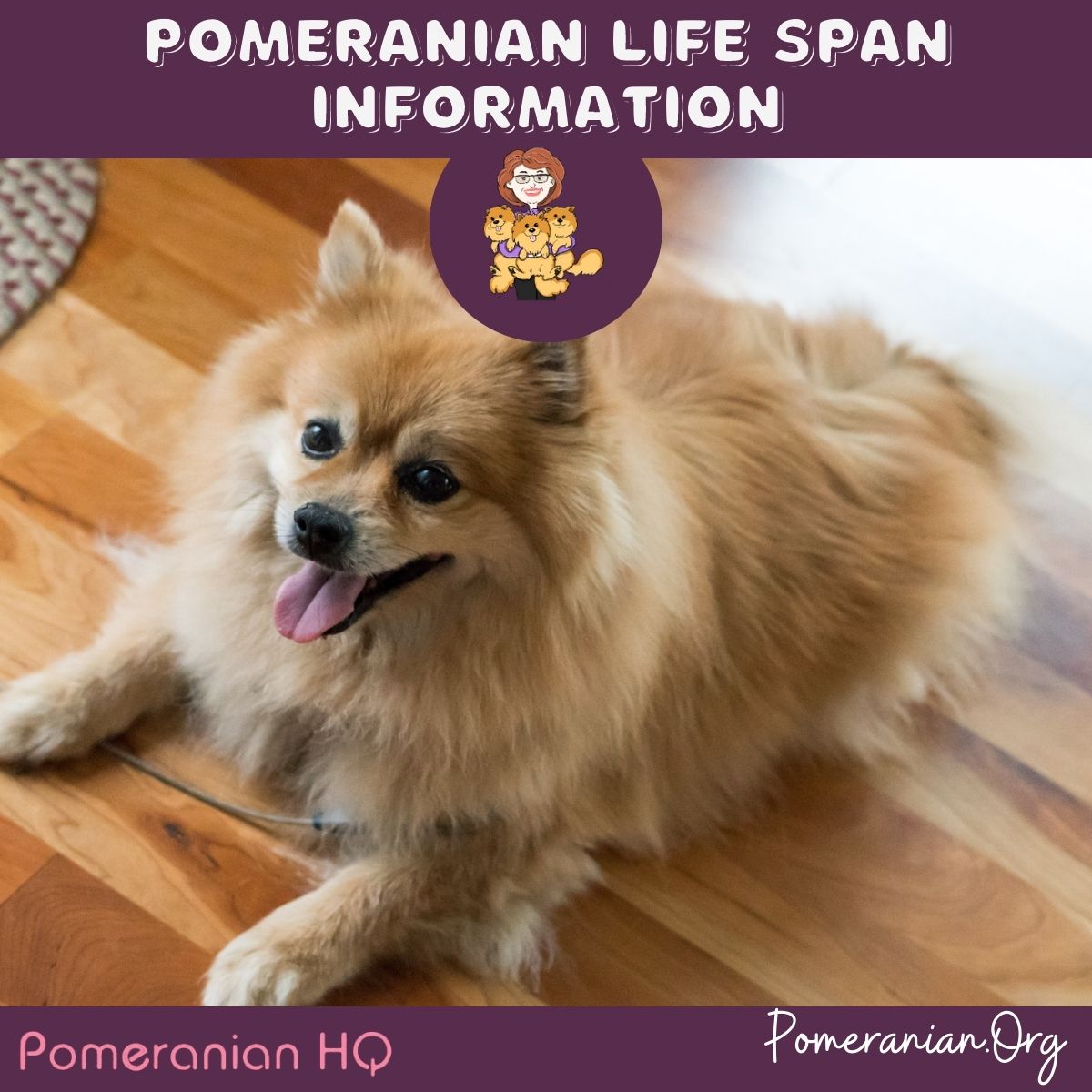 How long does pomeranians live: visual explanation