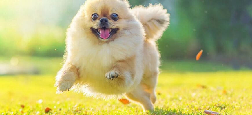 Pomeranian_Running