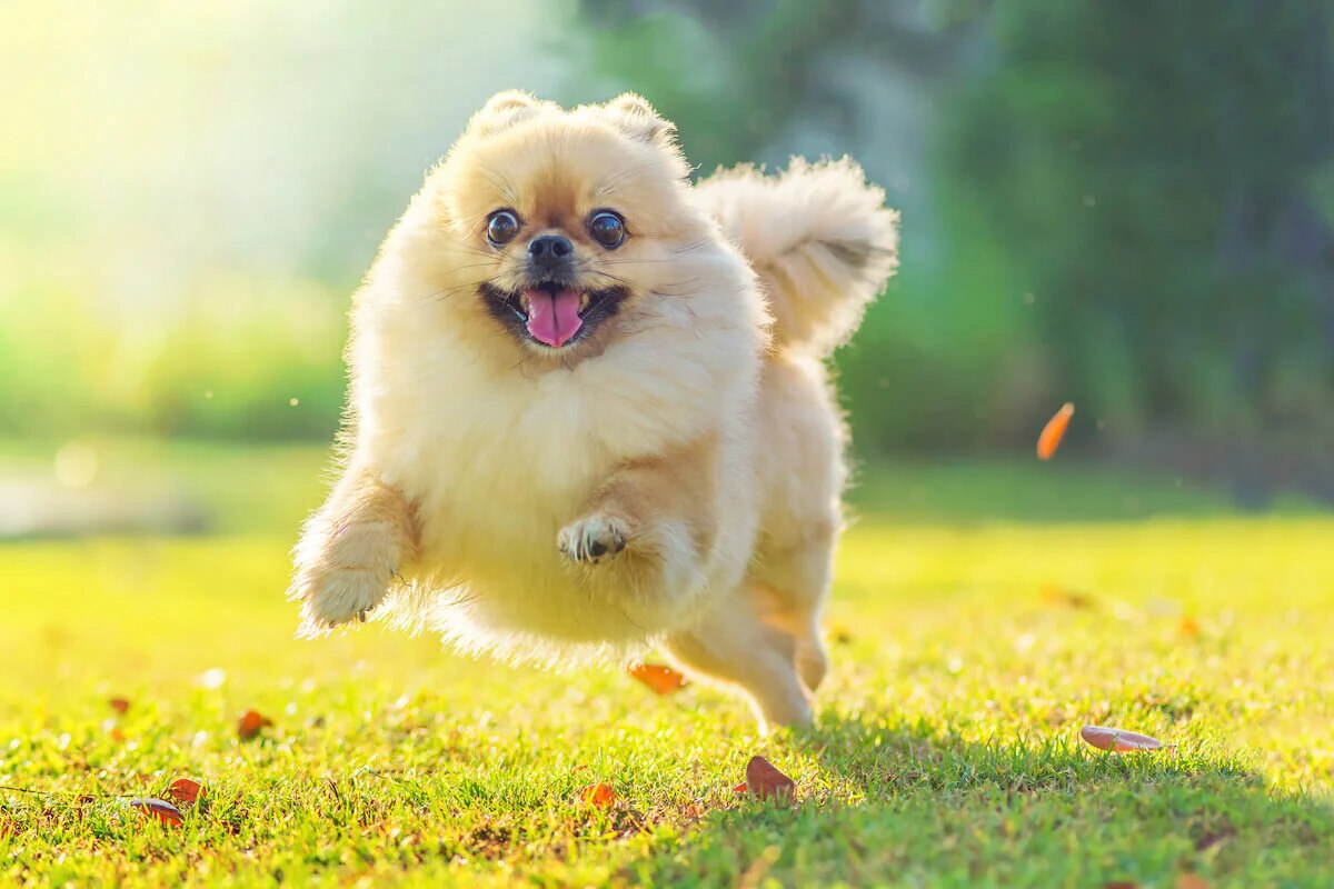How long does pomeranians live: main illustration