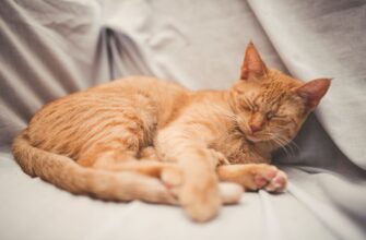 RedCatSleeping2119x1415-5792fc593df78c173426fd06