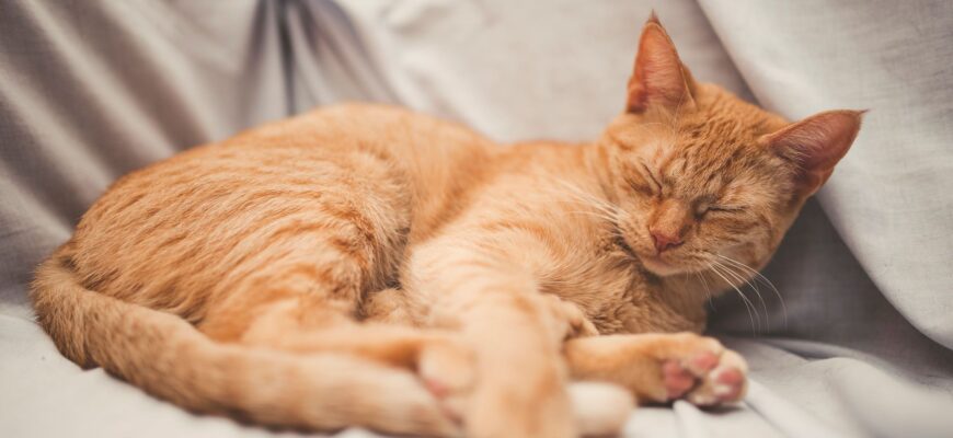RedCatSleeping2119x1415-5792fc593df78c173426fd06