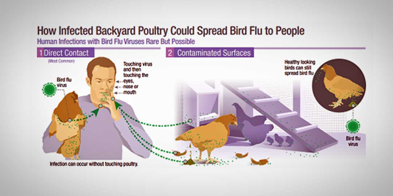 How does the avian flu spread: main illustration