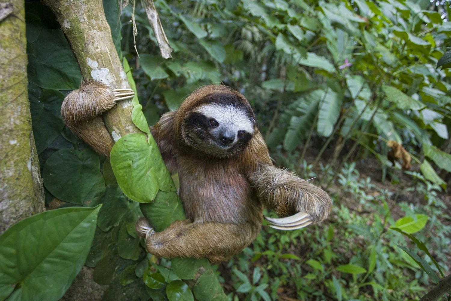 Why do sloth move so slow: visual explanation