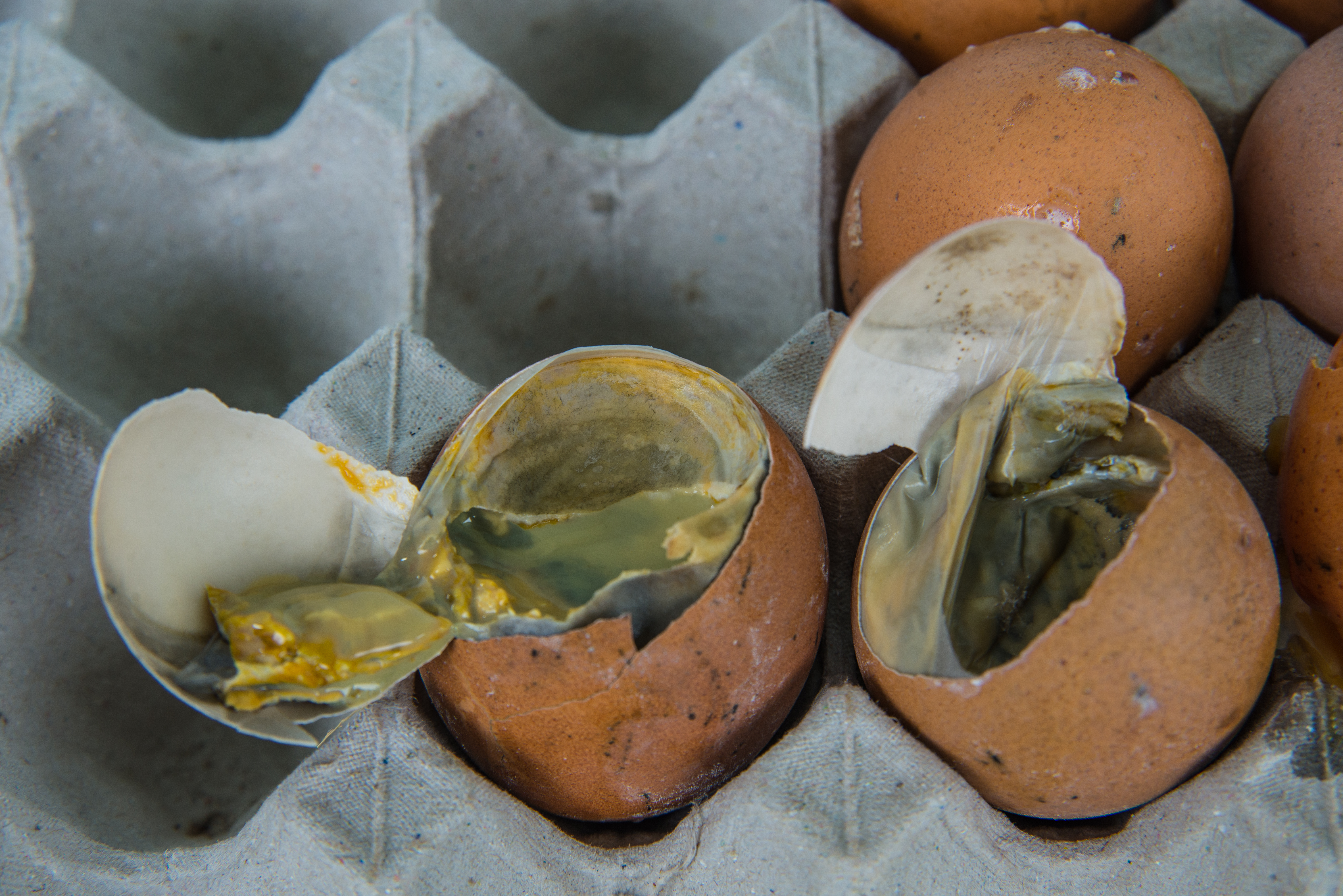 Why do my burps taste like egg: main illustration