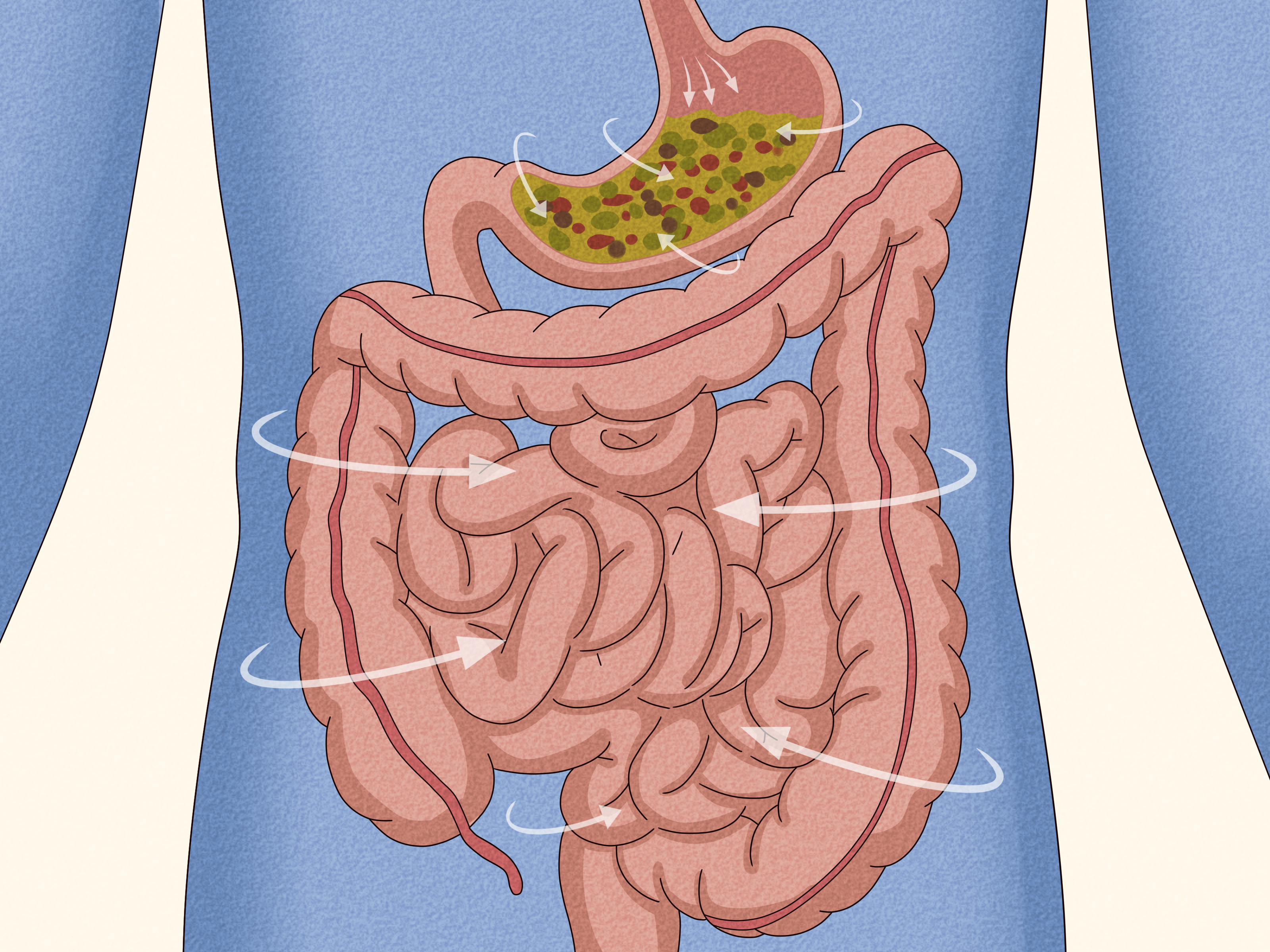 Why does our stomachs growl: main illustration