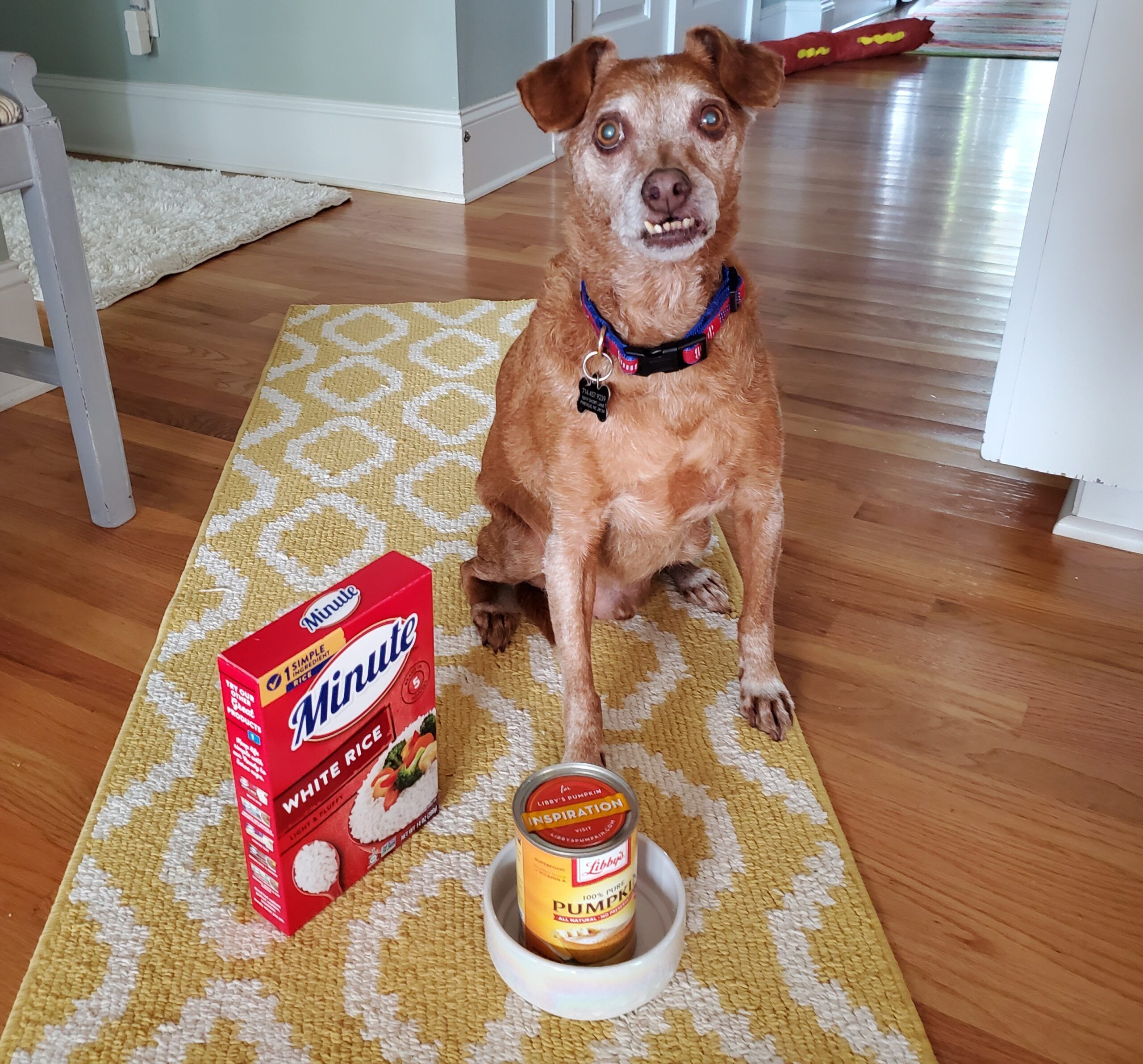 What can you give a dog for diarrhea: visual explanation