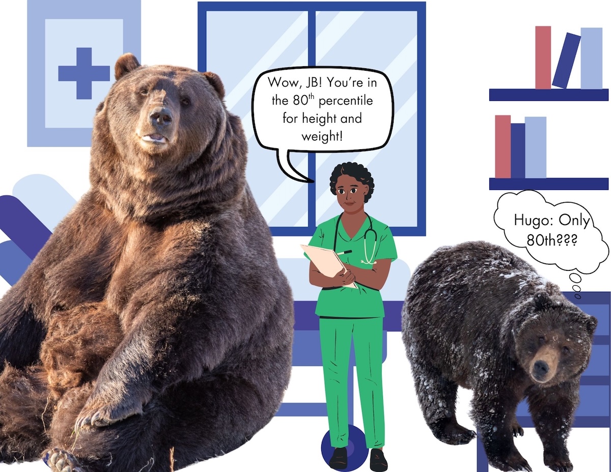 Difference between brown bear and grizzly: main illustration