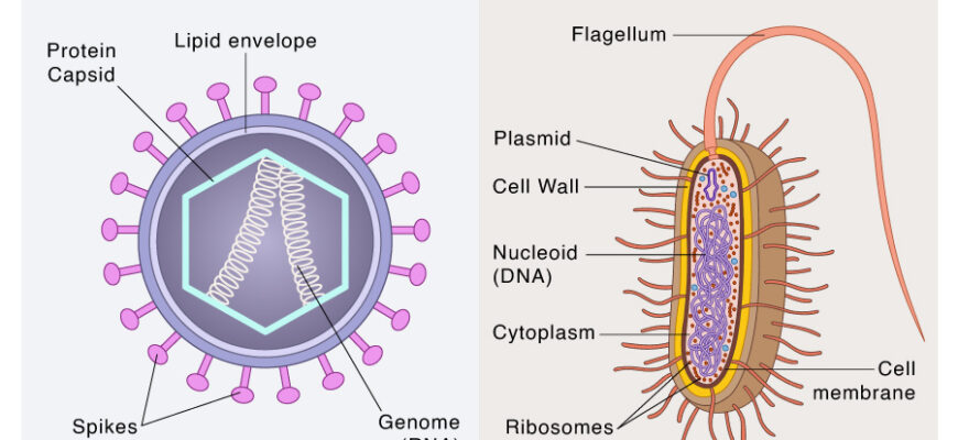 bacteria-vs-virus-key-differences-you-need-to-know-for-better-health