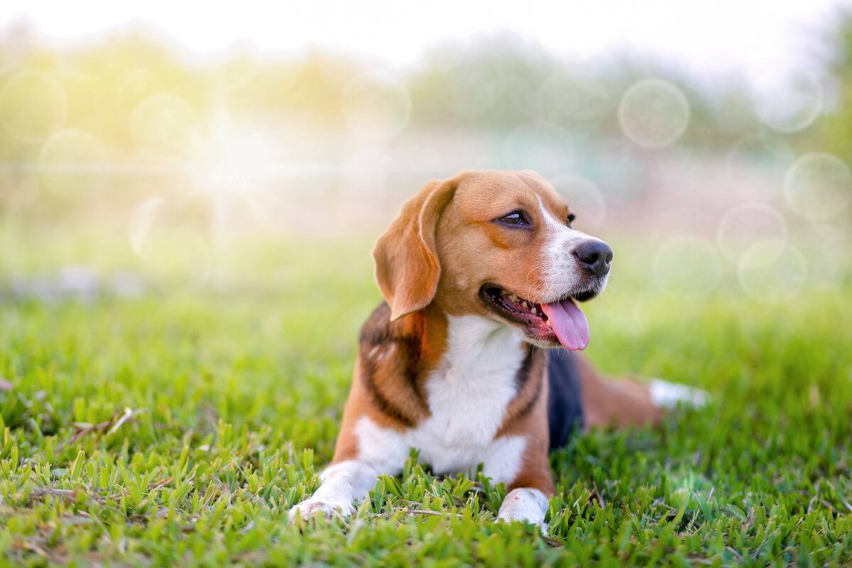 How long will a beagle live: visual explanation