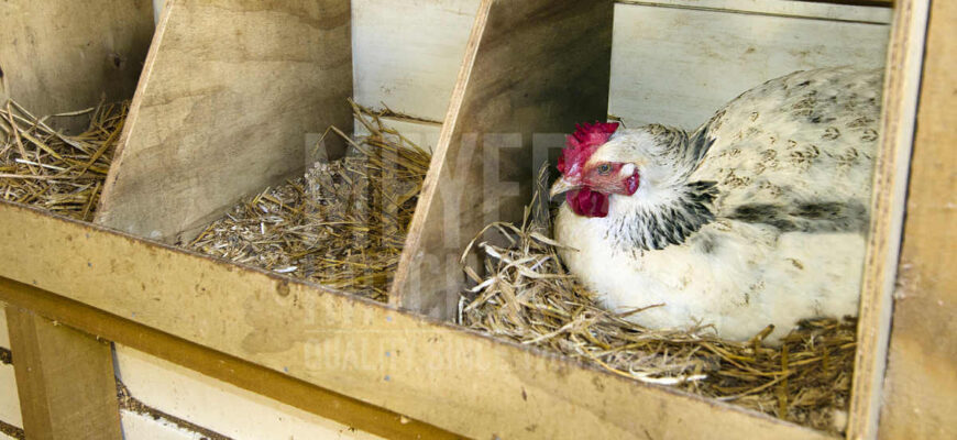 bigstock-Chicken-Inside-Of-A-Nesting-Bo-98309735-1-1-Watermarked