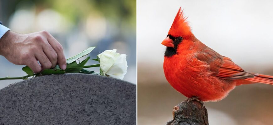 cardinal-and-gravestone-split