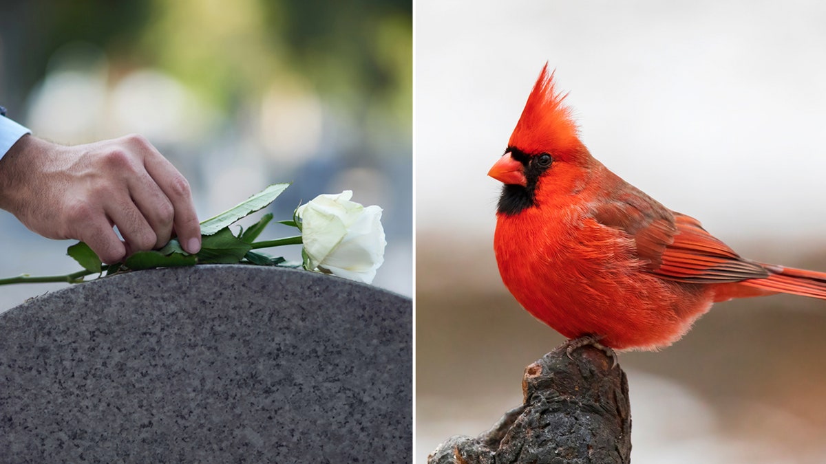 What does it mean when you see a red cardinal: main illustration