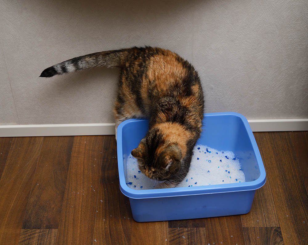 How often should cat poop: visual explanation