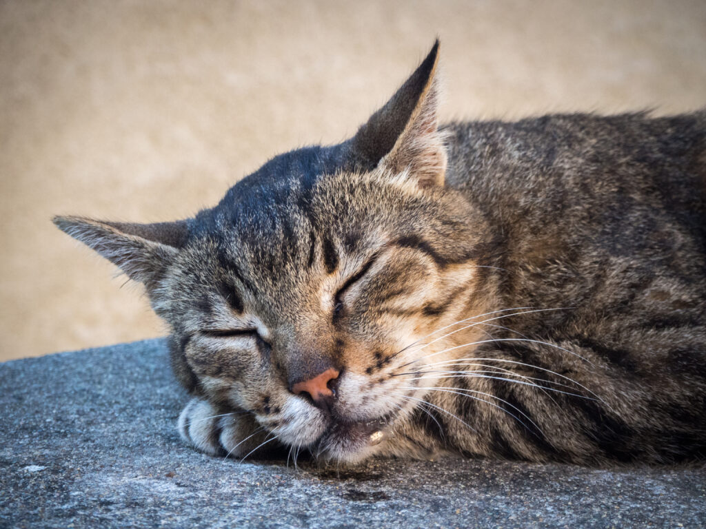 Why do cats drool: example and key details