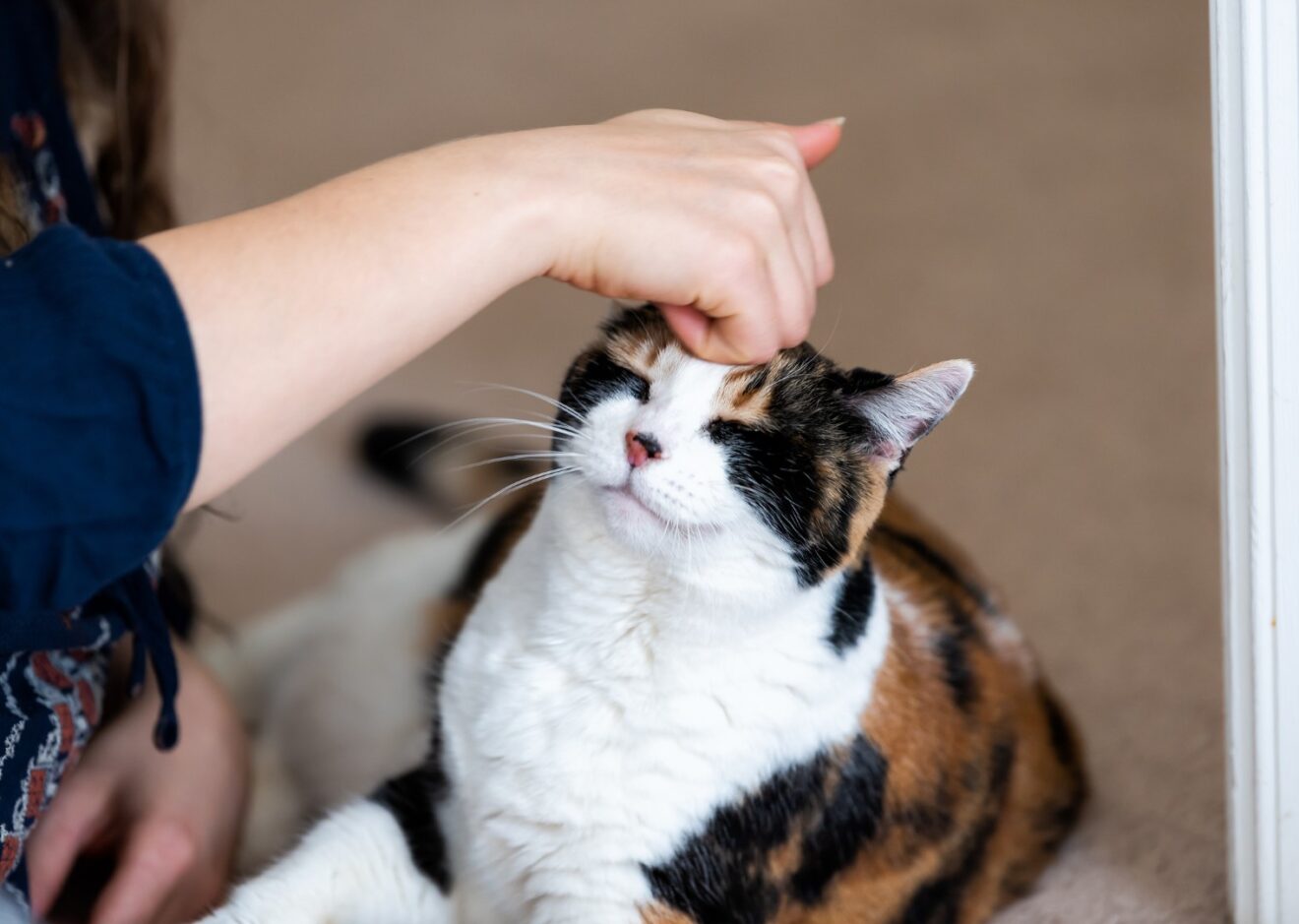Why do cats headbut you: example and key details