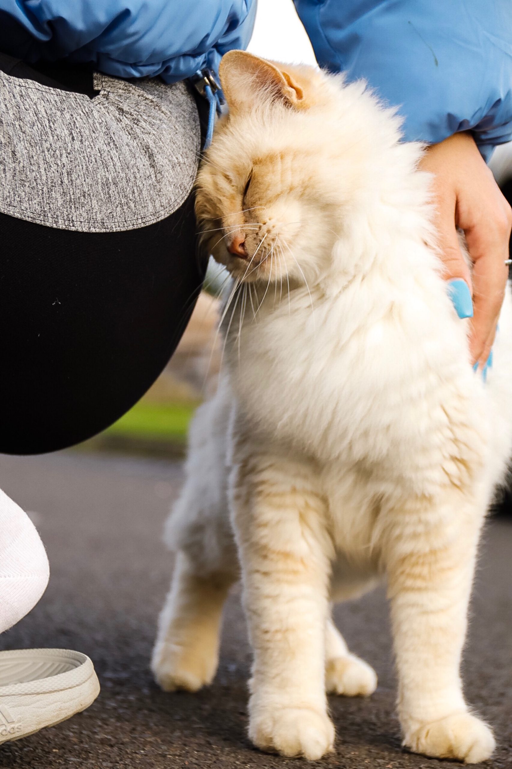 Why do cats headbut you: main illustration