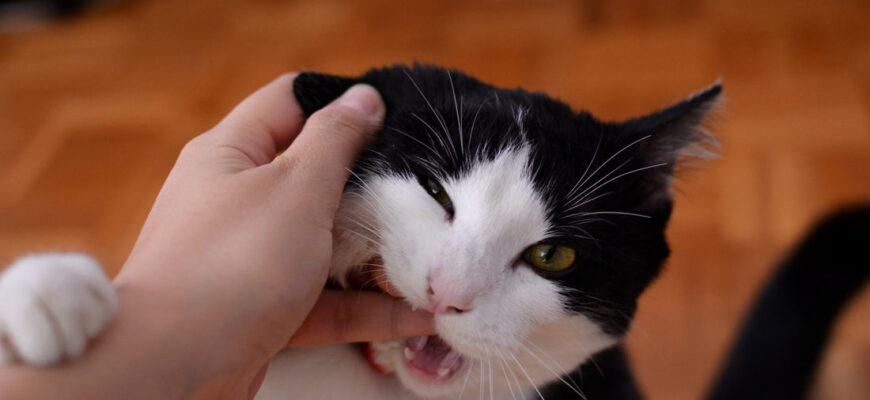 cat_bite