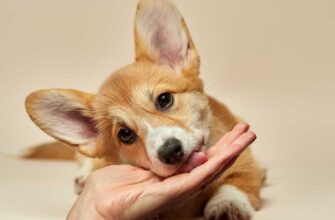 corgi-puppy-licking-human-hand