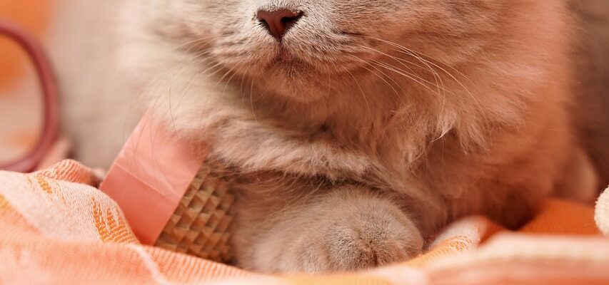 discover-how-long-cats-typically-live-and-factors-influencing-lifespan
